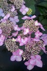 /Images/johnsonnursery/product-images/Hydrangea Twist n Shout3051611_tvxxqfopx.jpg